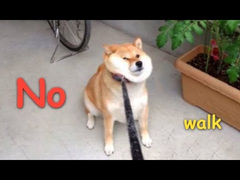 image https://forum.cosmoteer.net/assets/images/7057-TOdyMazgPEkwkKtn.jpeg